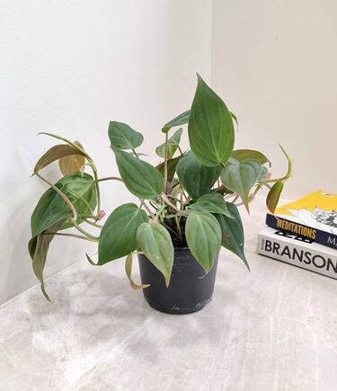 Philodendron Micans Velvet