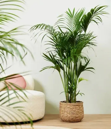 Areca Palm