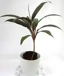 Dracaena Mahatma