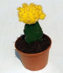Moon Cactus - Grafted